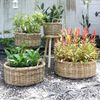 Natur Rattankorb NORDERNEY Kubu Grey ca. 60cm Pflanzkorb Griffe Übertopf Korb Bild 3