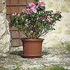 Untersetzer MEDEA 44 cm terracotta Bild 5
