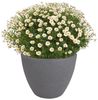 Jelenia Plast Pflanzkübel Pflanztopf grau Steinoptik Blumentopf Pflanzkübel Blumenkübel Übertopf Bild 2
