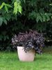 Deroma Pflanztopf Egg Pot White Garden Terrakotta Ø 25 x 22 cm Bild 2