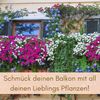 GarPet Balkonkasten 4er Set Blumen Kasten Balkon Geländer Wasserspeicher Rattan Anthrazit Bild 3