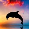 Good Morning Bettwäsche 2707 Dolphin Multi 135 x 200 + 80 x 80 cm Bild 4