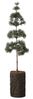 Ib Laursen - Zedernbaum mit Rindenfuß Künstlich H 60cm Weihnachtsbaum 27992-00 Bild 3