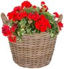 Annastore Weidenkorb Pflanzkorb aus Weide mit Henkel und Innenfolie Blumenkorb Pflanzkorb Bild 2