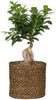 Scheurich Blumentopf Ø 19 cm Seegras braun Bild 2