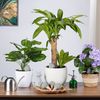 Relaxdays Tonspitzen Bewässerung 6er Set Bild 5
