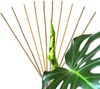 BigDean 10x Pflanzstab Bambusstab 105 cm x 8-10 mm Bambus Rankhilfe Pflanzstab Tonkinstab 100% Naturprodukt Pflanzstäbe Bambusstäbe Bambusstangen Bild 2