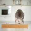 Katzen Futterstation & Katzengras Schale 10046343 Bild 5