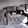 Lebon Hundebett Camil Sofa- & Reisebett eckig L 90 x B 55 x H 12 cm Bild 5