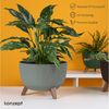 KONZEPT Blumentopf Pflanzenschale mit Füßen 33 cm, Pflanzkübel Groß Außen, Blumentopf Kunststoff, UV-Beständig, Wetterfest, Mit Wasserablauf Bild 2