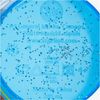 Disney Mickey Mouse Kinder Becher Set 4 teilig 285 ml aus Polypropylen Bild 4