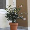 Kübel MITU PAC 30 cm anthrazit Bild 5