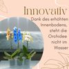 GarPet Blumentopf 2er Set Orchideentopf Transparent Orchideen Über groß rauchfarbig groß Bild 5