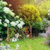 Relaxdays Ausziehbares Rankgitter natur Bild 2