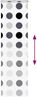 vidaXL Duschrollo mit Kassette 70x240 cm Stoffbreite 66 cm 4014954 Bild 5