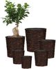Scheurich Wasserhyazinthentopf brown 26/504 Bild 3