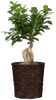 Scheurich Wasserhyazinthentopf brown 26/504 Bild 2