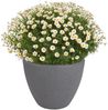 Pflanztopf grau Steinoptik Blumentopf Pflanzkübel Blumenkübel Übertopf Ø39cm Bild 2