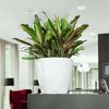 LECHUZA Blumentopf CLASSICO LS 28 ALL-IN-ONE Set Hochglanz-Weiß 16040 421466 Bild 5
