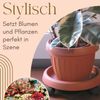 Pflanzenroller Rund Rollbrett Pflanzen Untersetzer Blumenroller Outdoor Pflanzenuntersetzer Blumentopf Untersetzer mit Rollen Pflanzenroller Rund 30 cm Bild 3