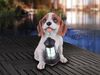2er Set LED Deko Solarleuchten Hundelampe mit Laterne in Braun-Weiß, Höhe 26cm Bild 5