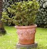 4 x Tontöpfe Pflanzkübel Blumentopf Limonen Limoni XXL 60x50 cm Terrakotta Italy Bild 4