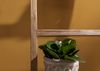 Dekoleiter Teak 50x5x180 natur unbehandelt BASSANO #134 Bild 5
