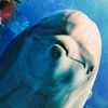 Delfin Bettwäsche Digitaldruck ESPiCO Sleep and Dream 135 x 200 + 80 x 80 cm Bild 5