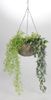 Blumenampel Übertopf zum Aufhängen 30 x 16cm Pflanzenkorb Weide rund Bild 3