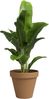 Artevasi Pflanztopf Amália Terrakotta tonrot Ø 31 x 27 cm Bild 2