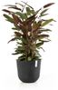 Ecopots Pflanztopf Oslo Ø 35 x 30,5 cm dunkelgrau Bild 3