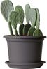Pflanzuntersetzer GREENER MEDEA 24 cm anthrazit aus recycelten Materialien nachhaltig UV- und frostsicher bruchsicher Bild 2