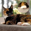 lionto Katzenliege für die Fensterbank 35x50 cm, Plüschbezug, stabile Befestigung & 15 kg Tragkraft Bild 3