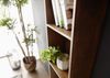 Wandregal Akazie 50x22x147 braun lackiert PURE ACACIA #201 Bild 5
