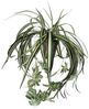Mica Chlorophytum im Topf grün, 45 x 45 cm Bild 4