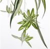 Mica Chlorophytum im Topf grün, 45 x 45 cm Bild 2