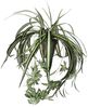 Mica Chlorophytum im Topf grün, 45 x 45 cm Bild 5