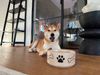Ritzenhoff & Breker Mika Dog Futternapf ø 18,5 cm grau Bild 5