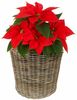 Van der Leeden Blumentopf Blumenkorb Blumentopf Pflanzkübel Rattan Weide Sylter Korb Drypot (1 St), 45x47 cm, Rattan, 33 L, Naturprodukt, incl. Kunststoffeimer Bild 3