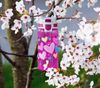 Sigg Trinkflasche SIGG Trinkflasche 'Viva Kids One' - 0,5 L, Kindertrinkflasche Bild 2