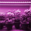 Qualra Pflanzenlampe LED Vollspektrum Pflanzenlampe 30/50cm Anschließbar Growlight Stecker, für Verschiedene Pflanzen Gartenpflanzen Bild 3