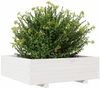 vidaXL Pflanzkübel Weiß 80x80x26,5 cm Massivholz Kiefer 847309 Bild 4