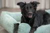 TRIXIE Hundebett Vital Bett Jonna - salbei - 60 × 50 cm Bild 2