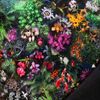 Estella Mako-Satin Bettwäsche 155x220 Mystical Flowers Farbrausch schwarz 7506-985 Bild 3