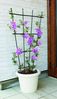 TrendLine Rankgitter 120 cm Rankhilfe Rosengitter Blumengitter Metall Garten Bild 2
