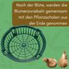 GarPet Pflanzschale 12x Pflanzkörbe für Blumenzwiebeln Schale Zwiebel Pflanzschale 30 cm Bild 5