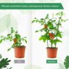 Rankhilfe 4 Stück 45 cm Tomaten Einstellbar Gurken für Salatgurken Bild 3