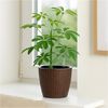 HTI-Living Blumentopf Blumentopf Hydro Ø 21 cm 2er Set Nessa Braun (Set, 2 St, 2 Hydrotöpfe), mit Wasserspeicher und Wasserstandsanzeiger Bild 3