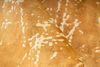 Dolce Vita 225 Gold 160x230 cm Bild 3