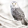 Good Morning Bettwäsche 6221 Snowy Owl White Flanell 135 x 200 + 80 x 80 cm Bild 3
